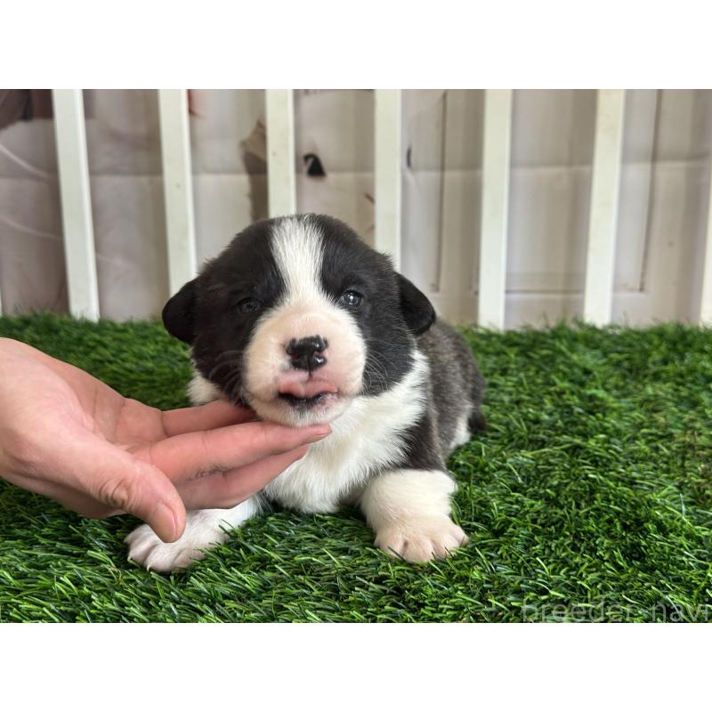 販売中の茨城県のウェルシュコーギーペンブローク-439655の4枚目