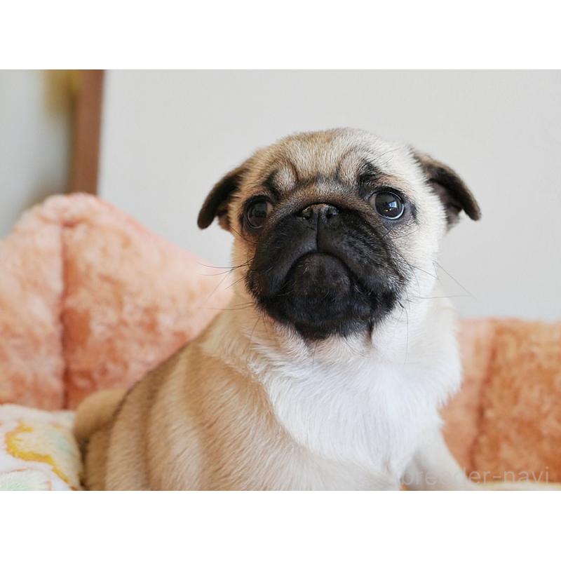 販売中の鹿児島県のパグ-423894の8枚目