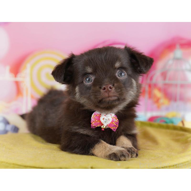 販売中の東京都のチワワ(ロングコート)-439656の4枚目