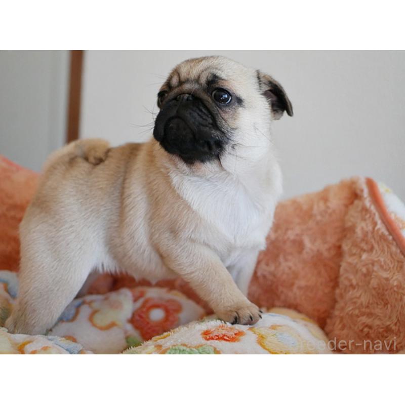 販売中の鹿児島県のパグ-423894の7枚目