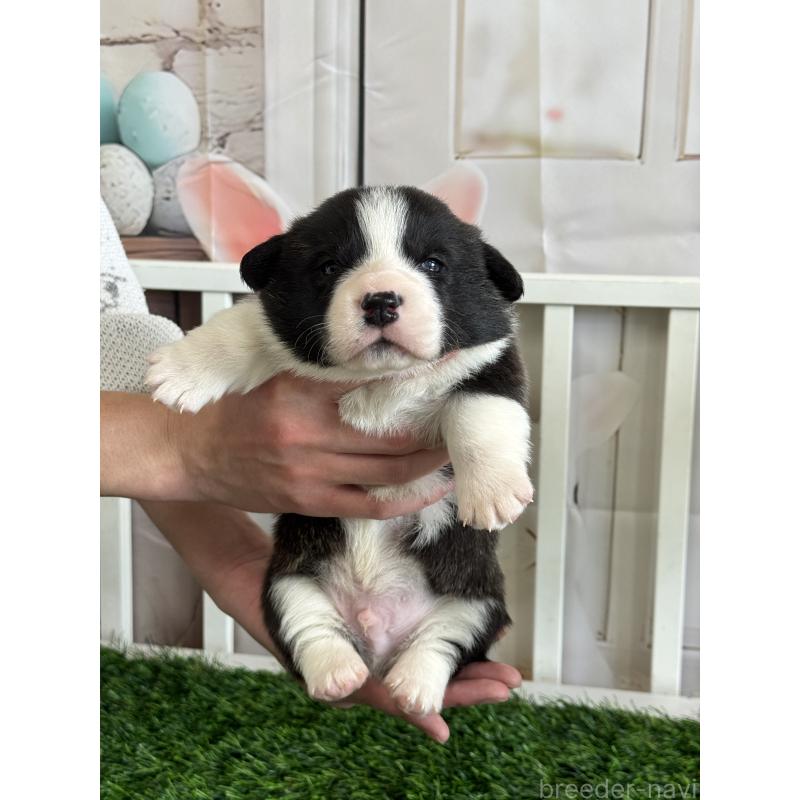 販売中の茨城県のウェルシュコーギーペンブローク-439655の3枚目