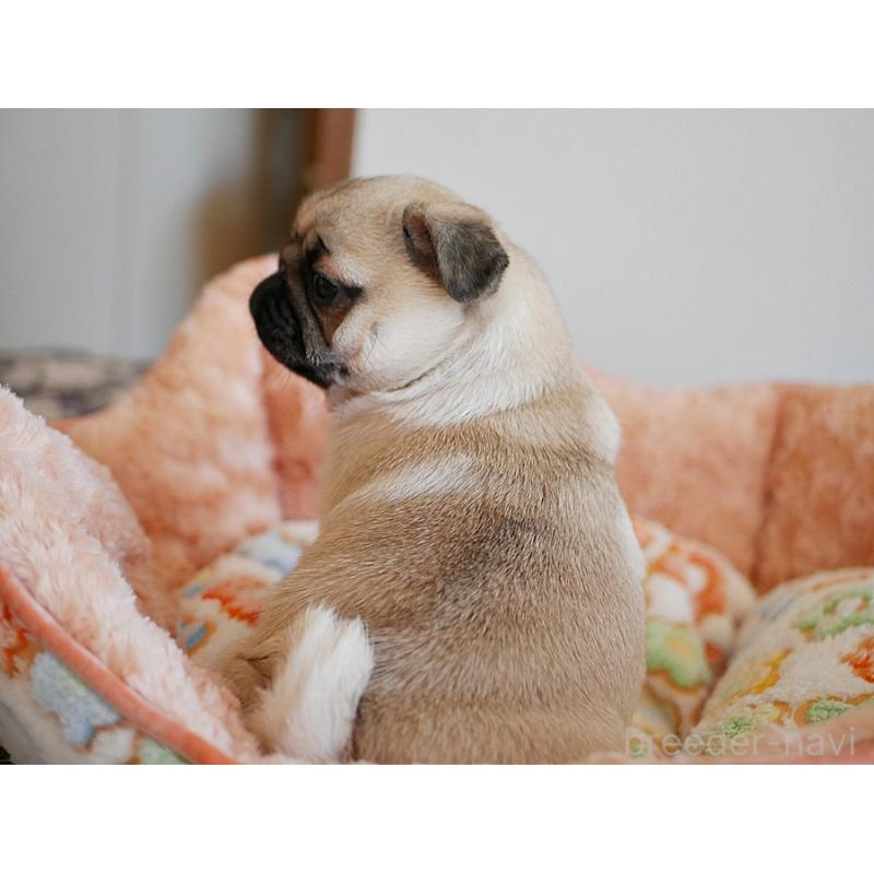 販売中の鹿児島県のパグ-423894の6枚目