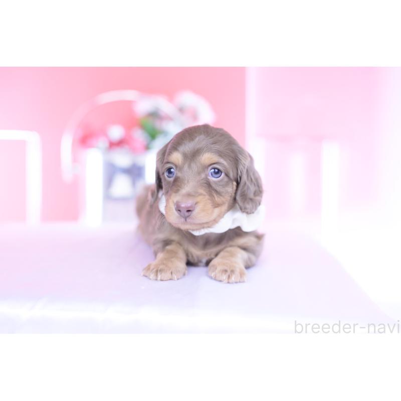 販売中の愛知県のミニチュアダックスフンド(ロングヘアード)-439662の9枚目