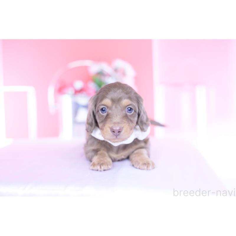 販売中の愛知県のミニチュアダックスフンド(ロングヘアード)-439662の8枚目