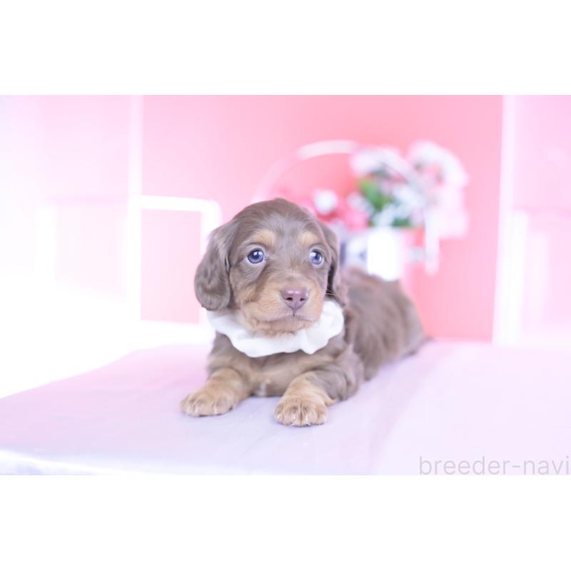 販売中の愛知県のミニチュアダックスフンド(ロングヘアード)-439662の5枚目