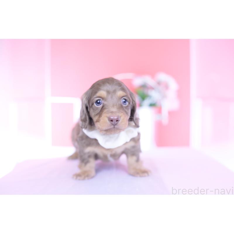 販売中の愛知県のミニチュアダックスフンド(ロングヘアード)-439662の4枚目