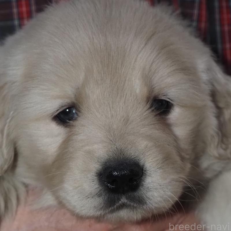 販売中の山梨県のゴールデンレトリーバー-439666の21枚目