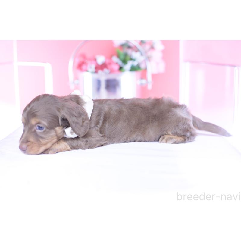 販売中の愛知県のミニチュアダックスフンド(ロングヘアード)-439662の3枚目