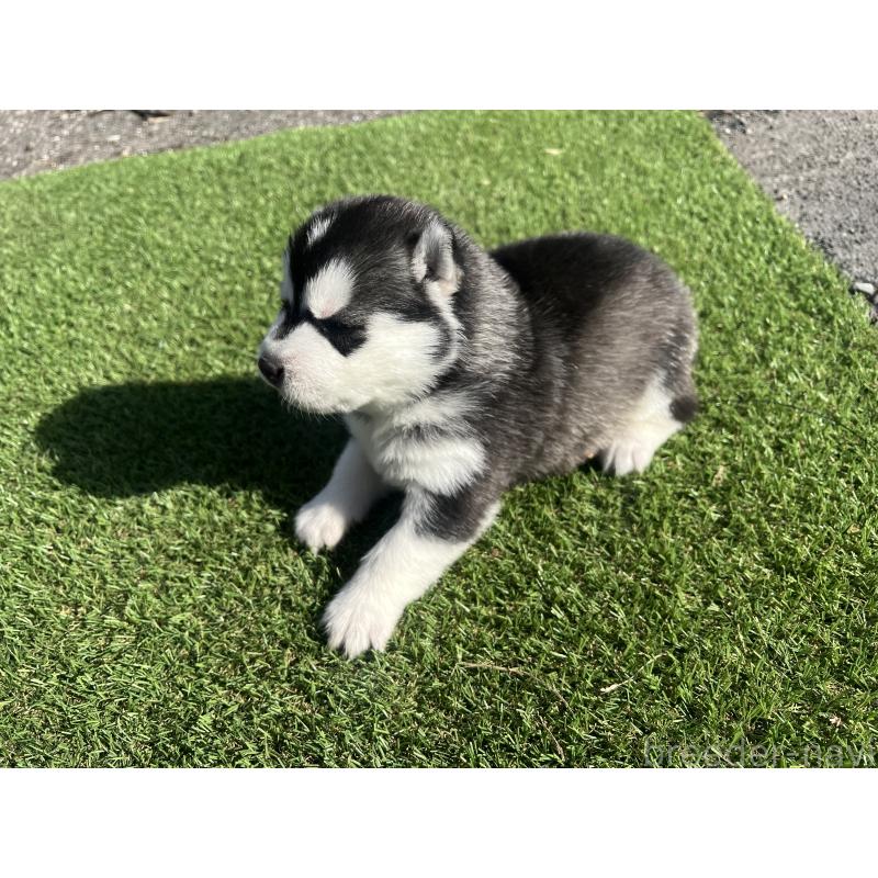 販売中の静岡県のシベリアンハスキー-439665の5枚目