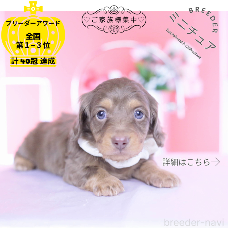 販売中の愛知県のミニチュアダックスフンド(ロングヘアード)-439662