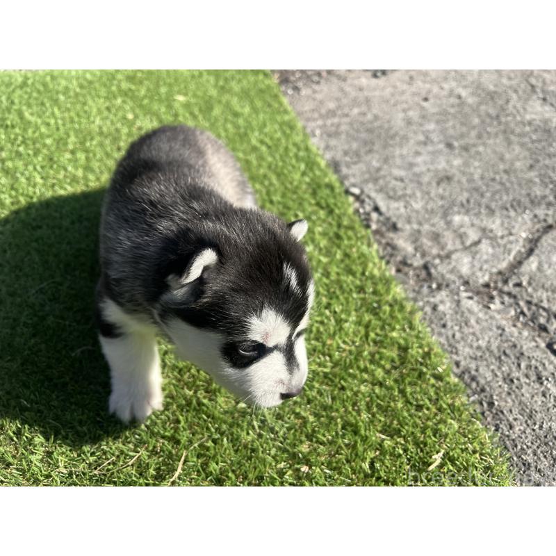 販売中の静岡県のシベリアンハスキー-439665の4枚目