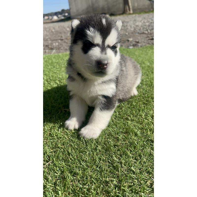 販売中の静岡県のシベリアンハスキー-439665の3枚目