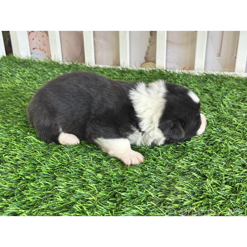 販売中の茨城県のウェルシュコーギーペンブローク-439657の4枚目