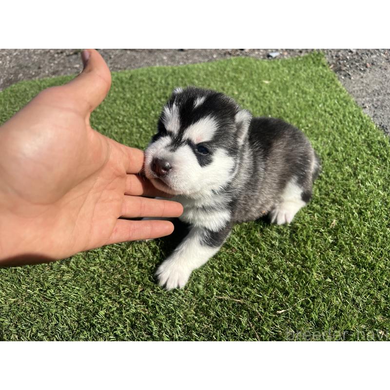 販売中の静岡県のシベリアンハスキー-439665の2枚目