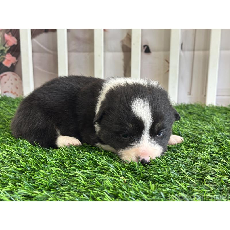 販売中の茨城県のウェルシュコーギーペンブローク-439657の3枚目