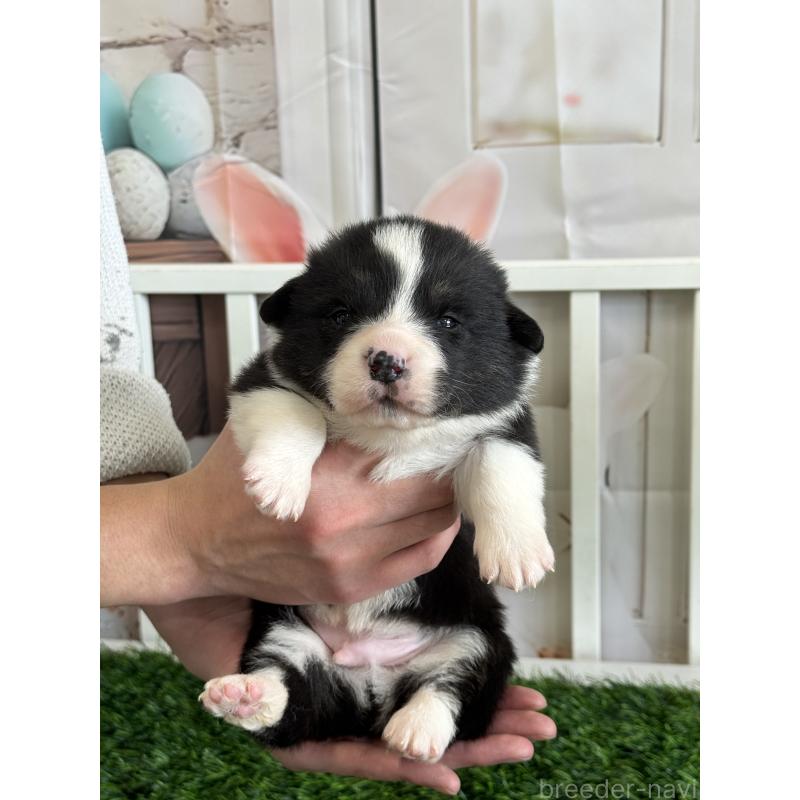 販売中の茨城県のウェルシュコーギーペンブローク-439657の2枚目