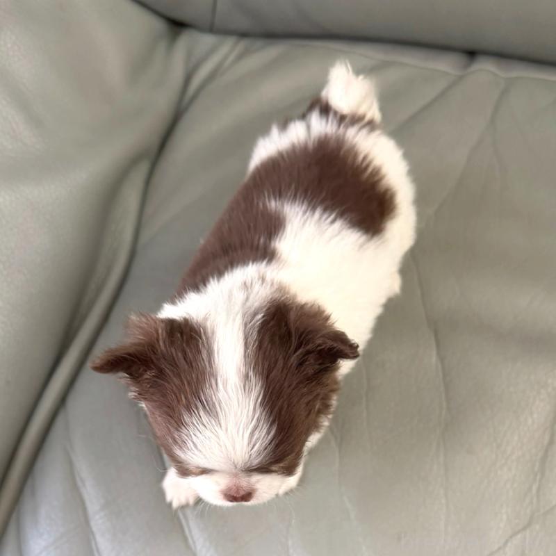 商談中の徳島県のチワワ(ロングコート)-439364の3枚目