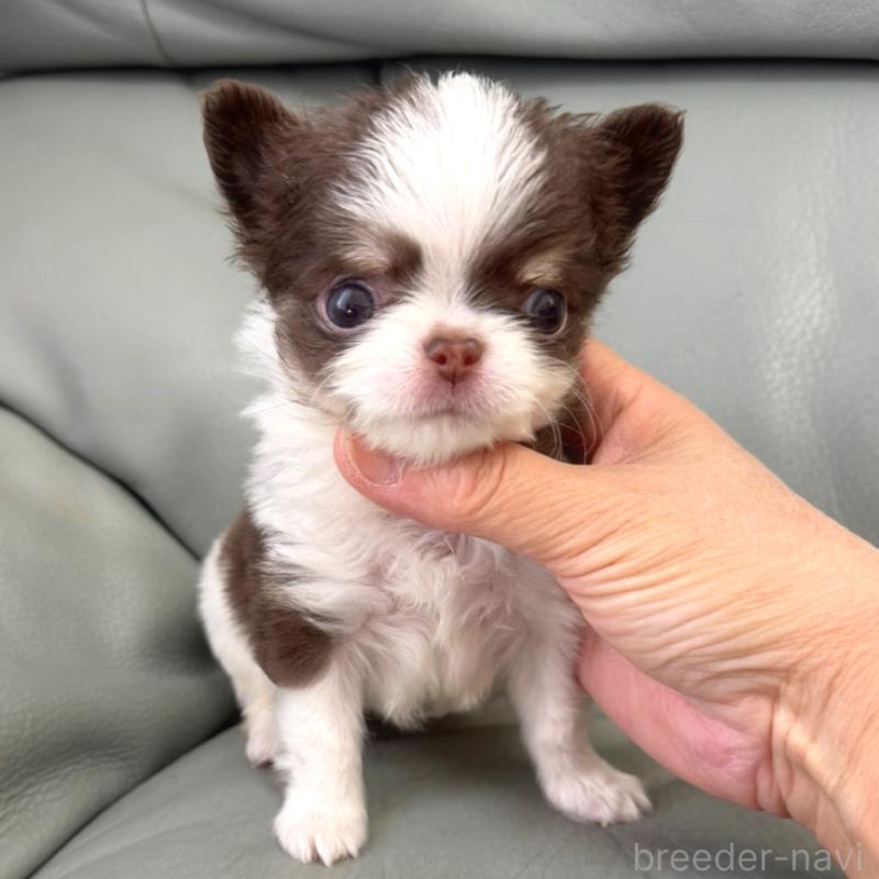 販売中の徳島県のチワワ(ロングコート)-439364