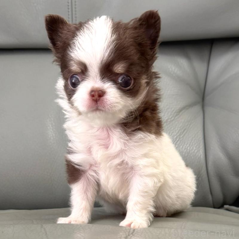 商談中の徳島県のチワワ(ロングコート)-439364の2枚目