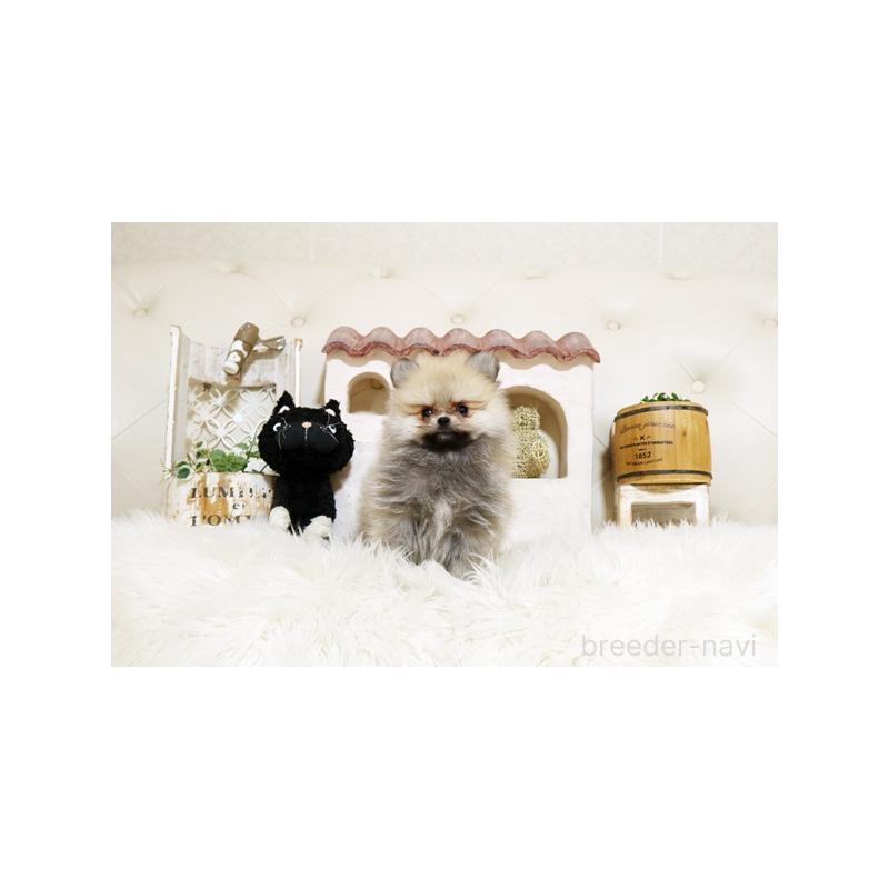 販売中の佐賀県のポメラニアン-439658の5枚目