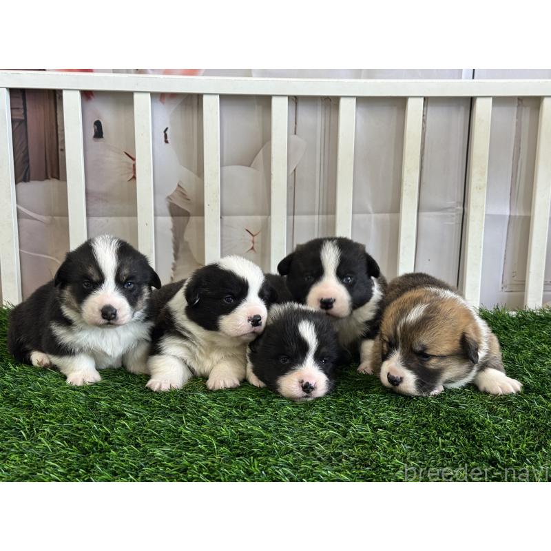 販売中の茨城県のウェルシュコーギーペンブローク-439655の2枚目