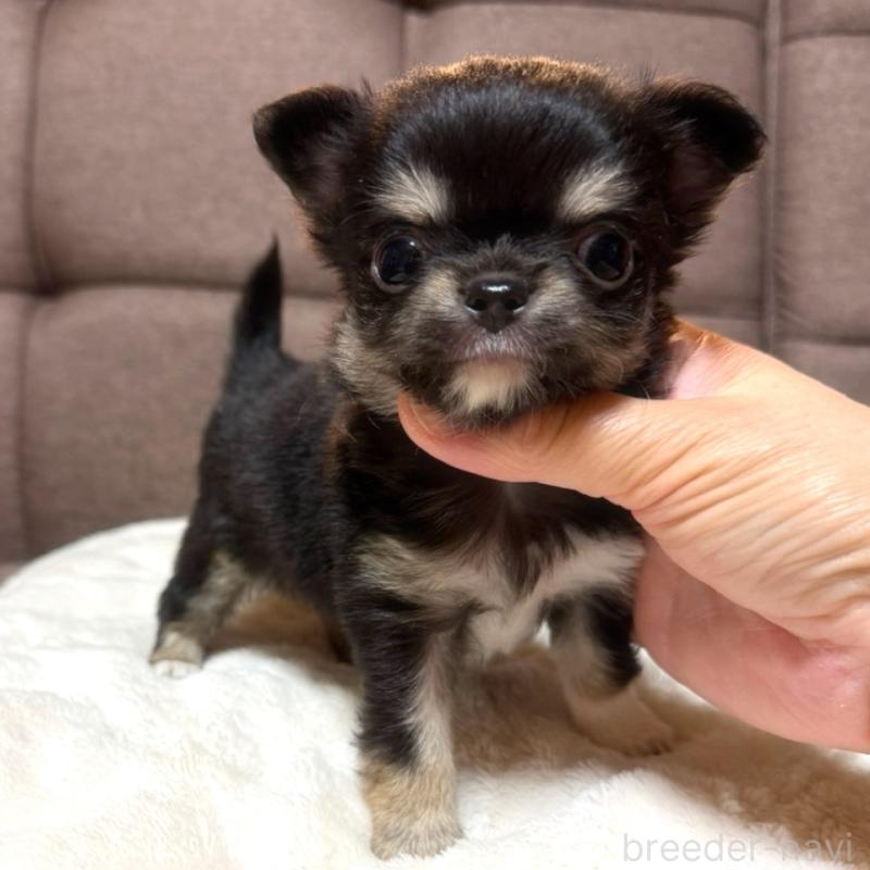 成約済の徳島県のチワワ(ロングコート)-439377の4枚目