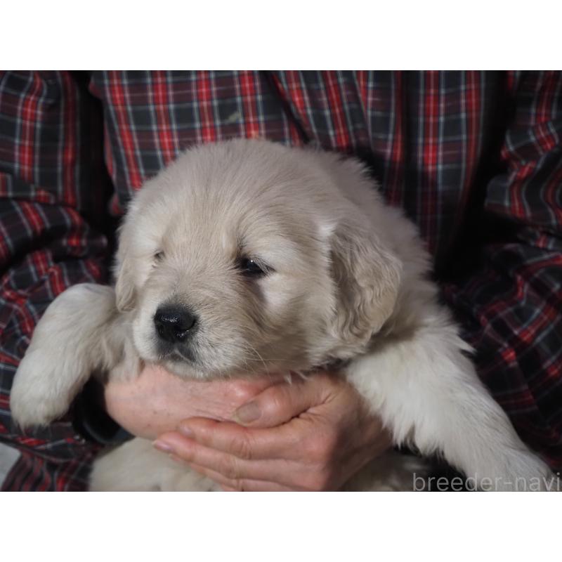 販売中の山梨県のゴールデンレトリーバー-439666の20枚目