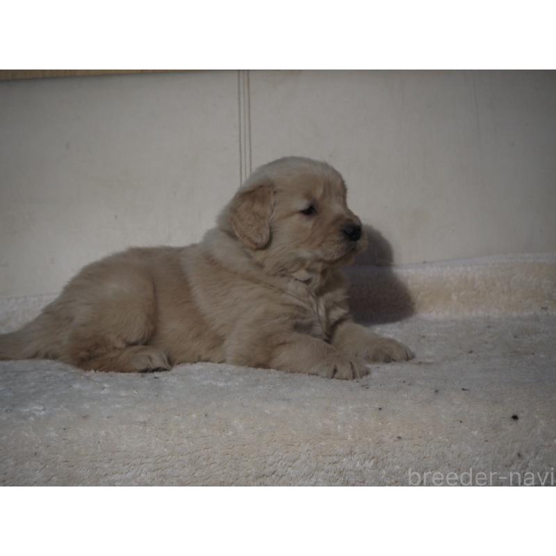 販売中の山梨県のゴールデンレトリーバー-439666の19枚目