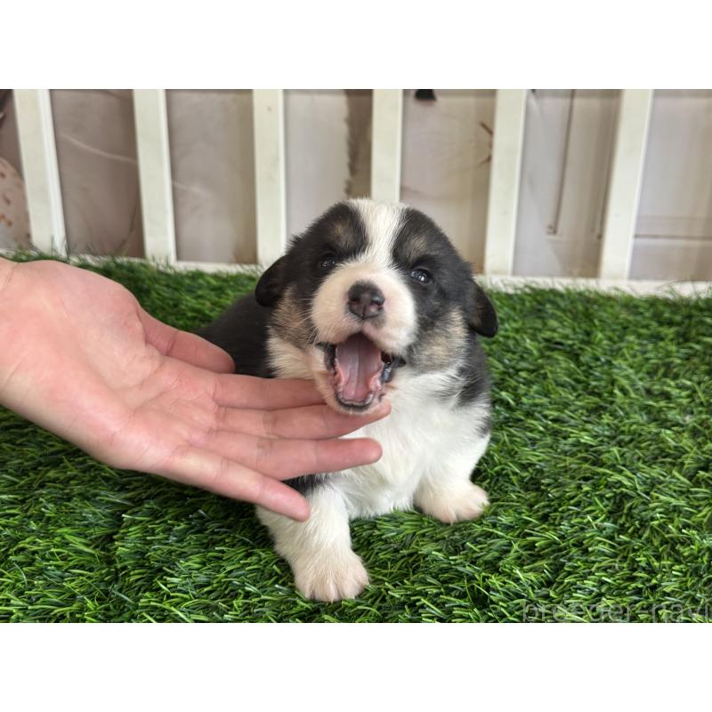 販売中の茨城県のウェルシュコーギーペンブローク-439661の7枚目