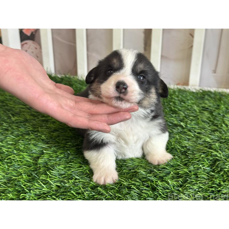 販売中の茨城県のウェルシュコーギーペンブローク-439661の6枚目