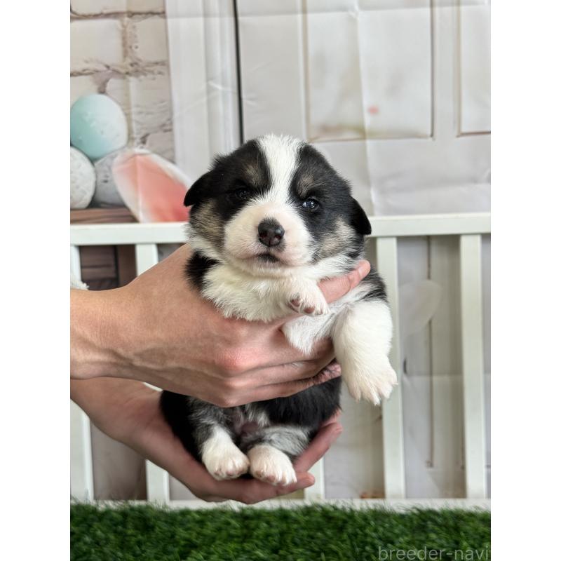 販売中の茨城県のウェルシュコーギーペンブローク-439661の5枚目