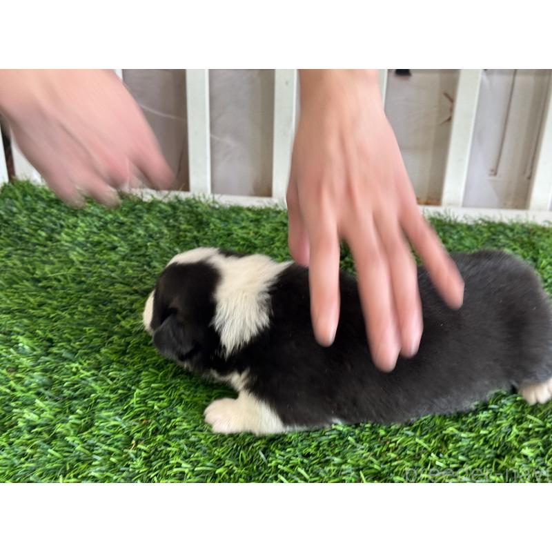 販売中の茨城県のウェルシュコーギーペンブローク-439661の4枚目