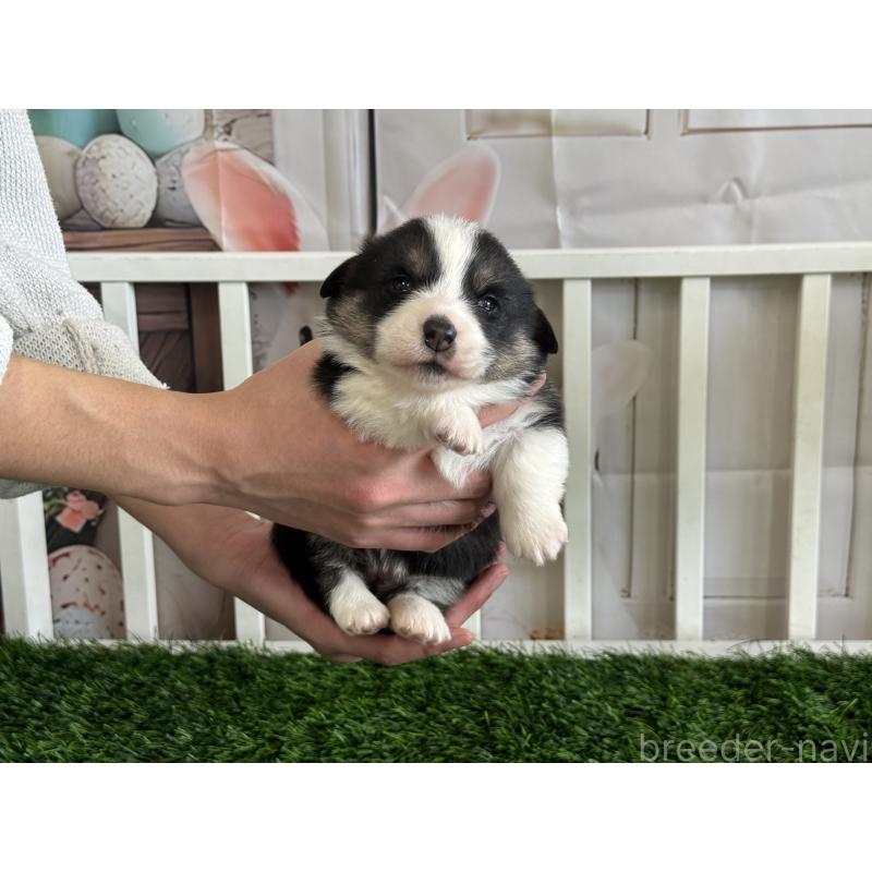 販売中の茨城県のウェルシュコーギーペンブローク-439661の3枚目