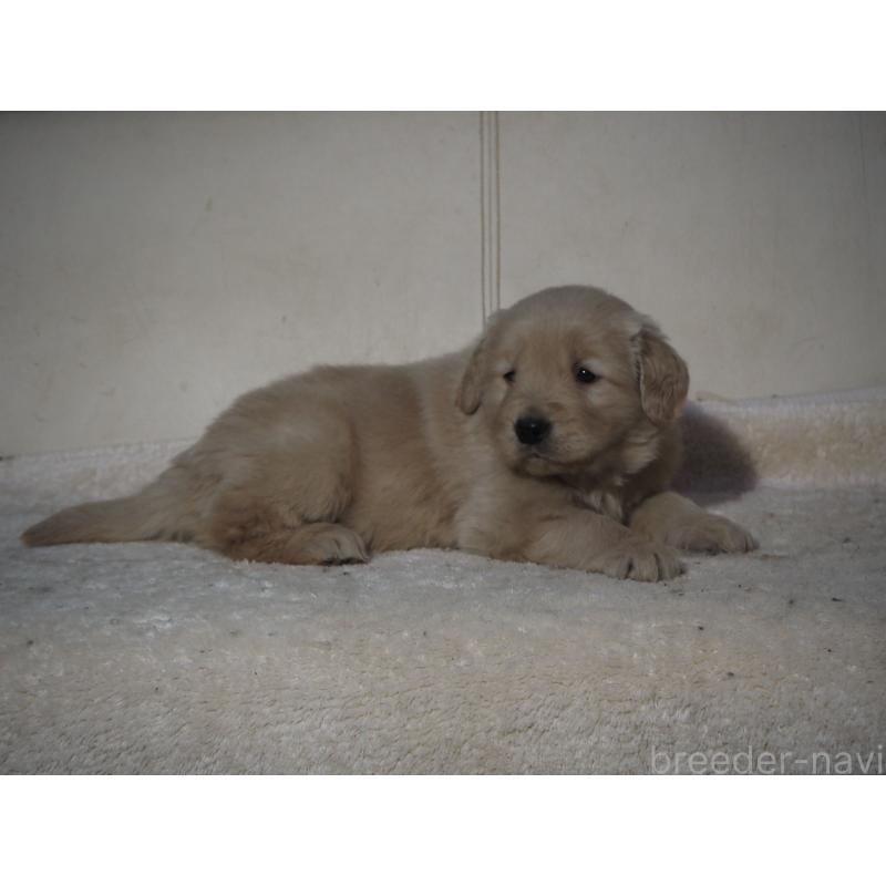 販売中の山梨県のゴールデンレトリーバー-439666の18枚目