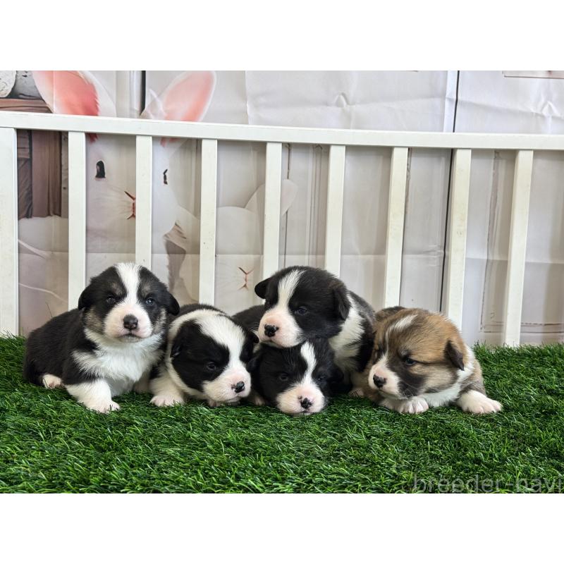 販売中の茨城県のウェルシュコーギーペンブローク-439661の2枚目