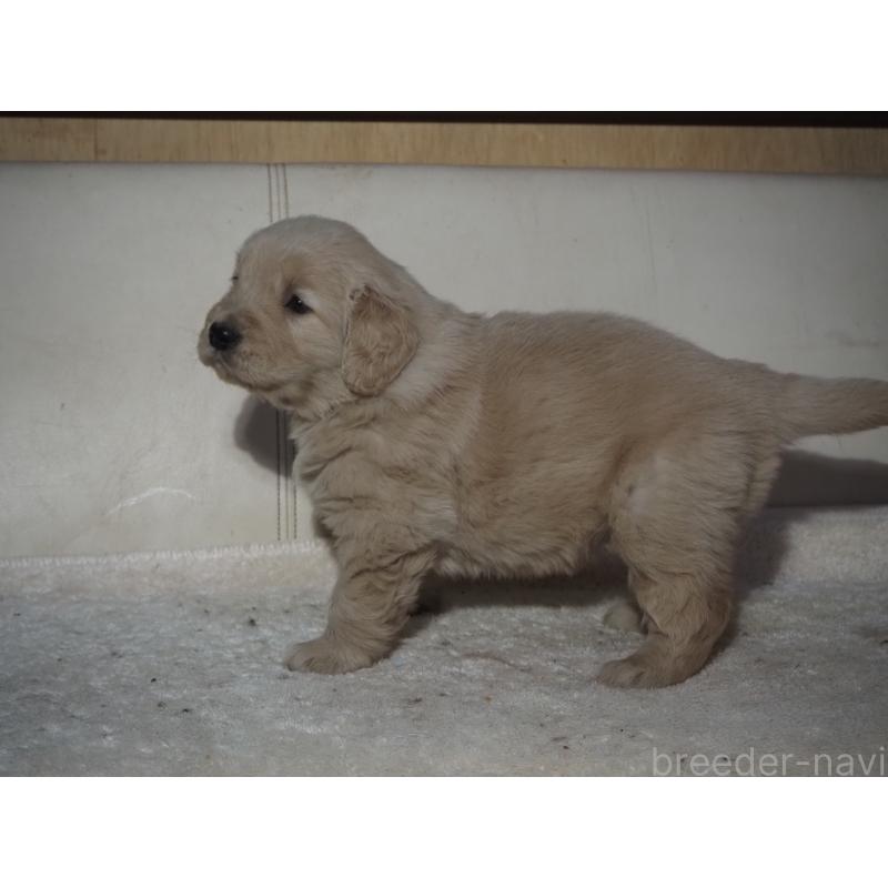 販売中の山梨県のゴールデンレトリーバー-439666の17枚目