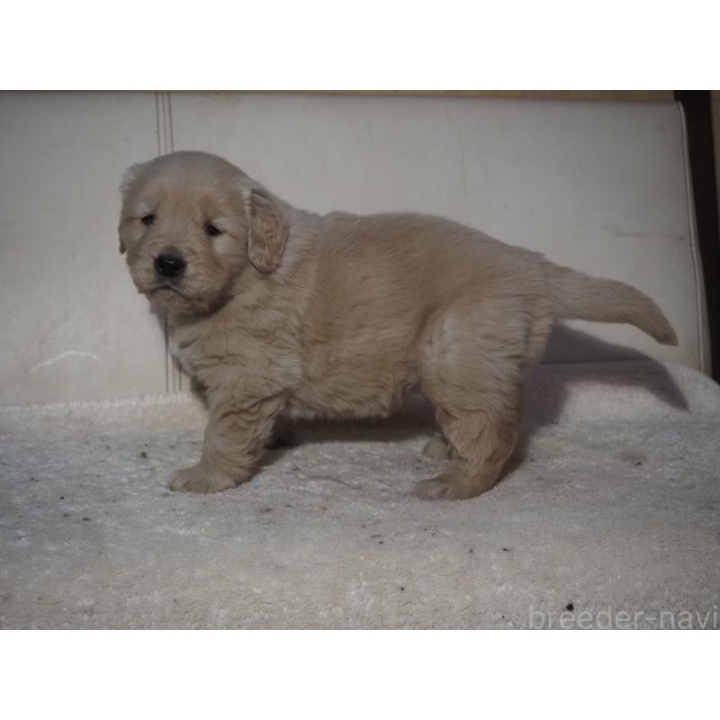 販売中の山梨県のゴールデンレトリーバー-439666の16枚目