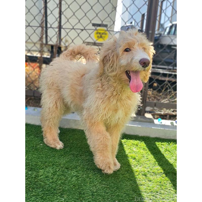 成約済の長野県のミックス犬-418629の13枚目