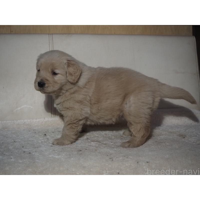 販売中の山梨県のゴールデンレトリーバー-439666の14枚目
