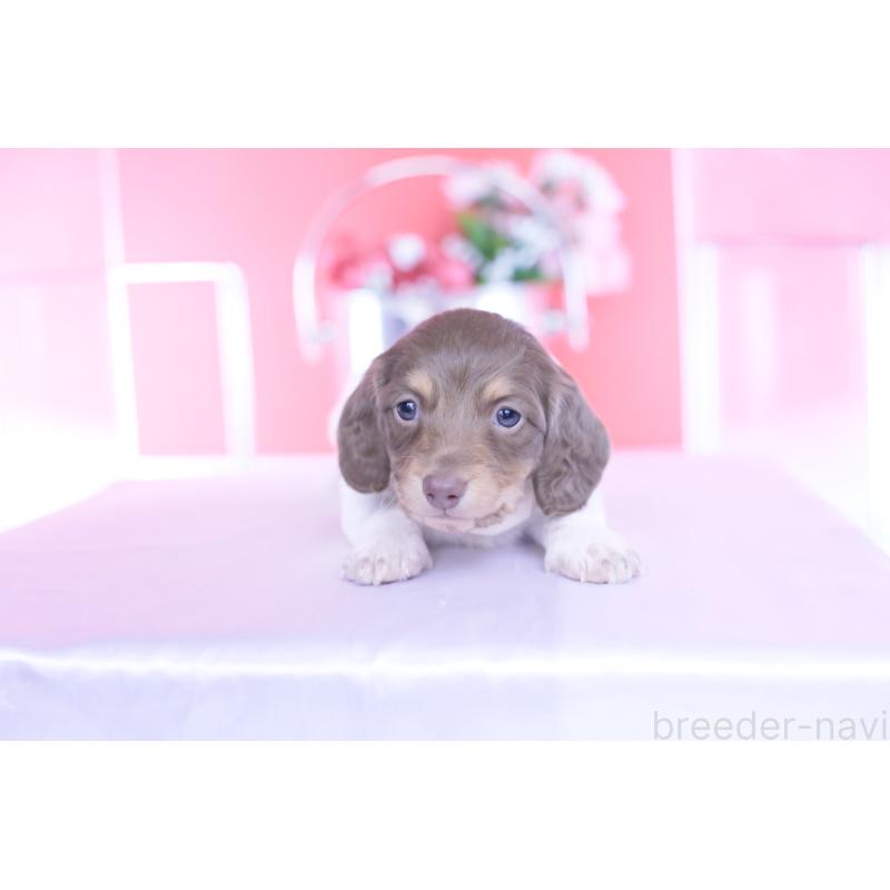 販売中の愛知県のミニチュアダックスフンド(ロングヘアード)-439663の9枚目