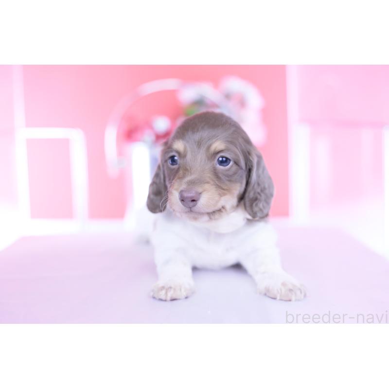 販売中の愛知県のミニチュアダックスフンド(ロングヘアード)-439663の8枚目