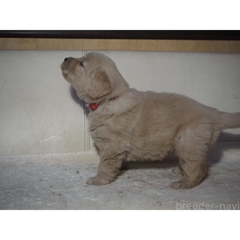 販売中の山梨県のゴールデンレトリーバー-439666の13枚目