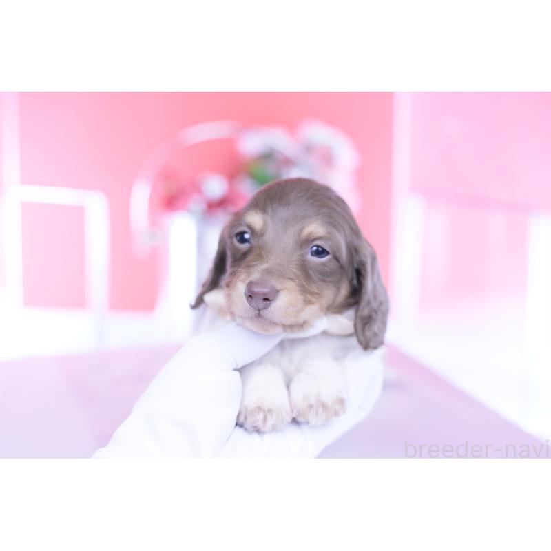 販売中の愛知県のミニチュアダックスフンド(ロングヘアード)-439663の4枚目