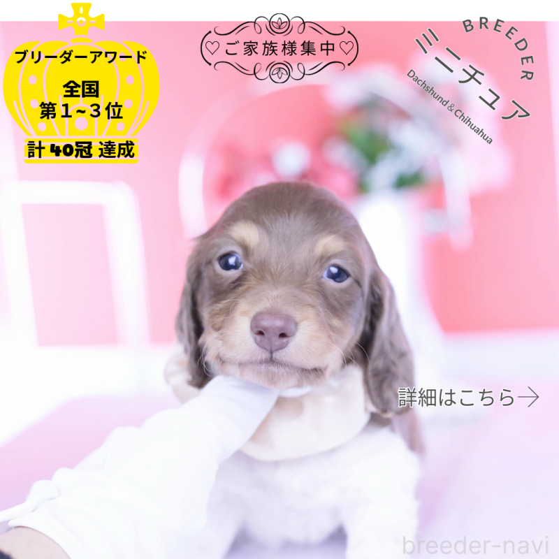 販売中の愛知県のミニチュアダックスフンド(ロングヘアード)-439663の1枚目