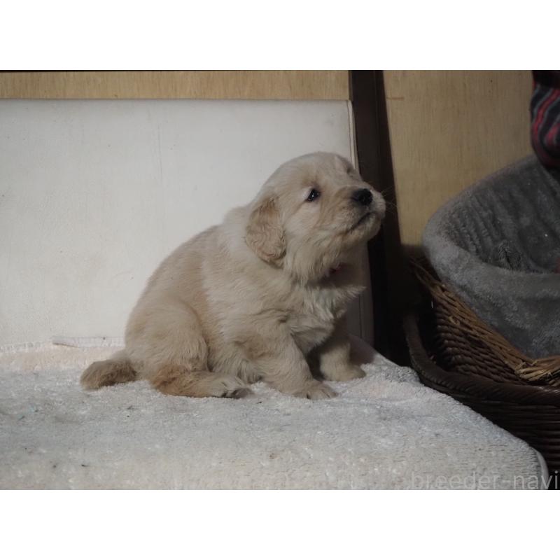 販売中の山梨県のゴールデンレトリーバー-439666の12枚目