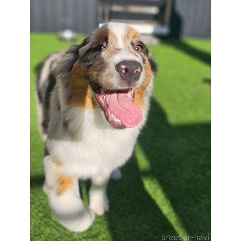 販売中の長野県のオーストラリアンシェパード-413861の10枚目