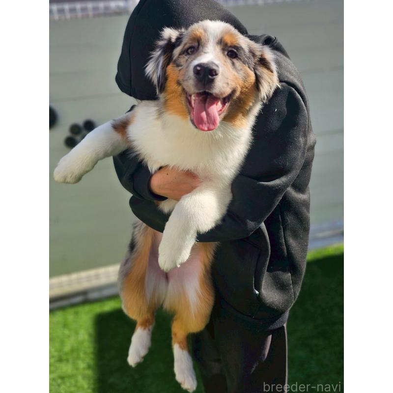 販売中の長野県のオーストラリアンシェパード-413861の9枚目