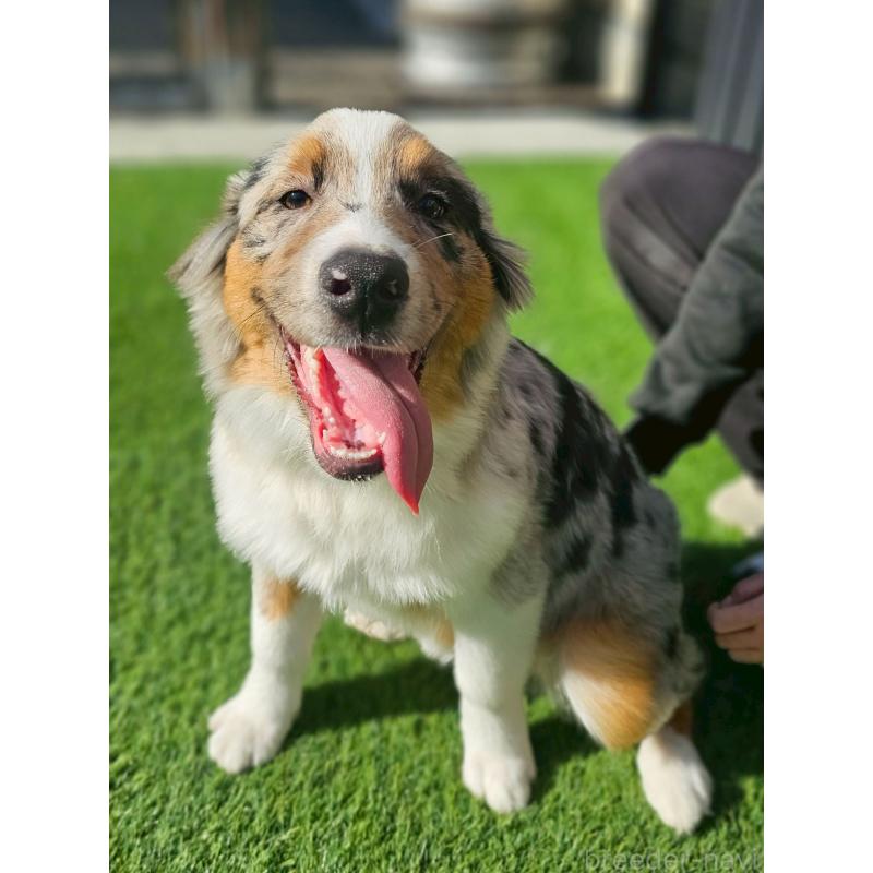 販売中の長野県のオーストラリアンシェパード-413861