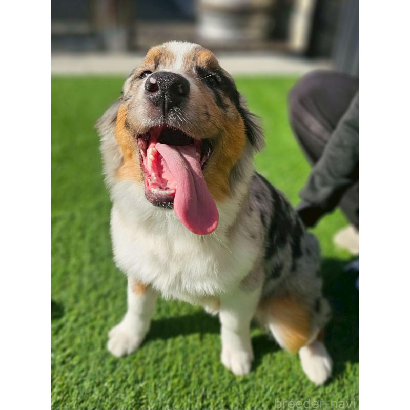 販売中の長野県のオーストラリアンシェパード-413861の7枚目