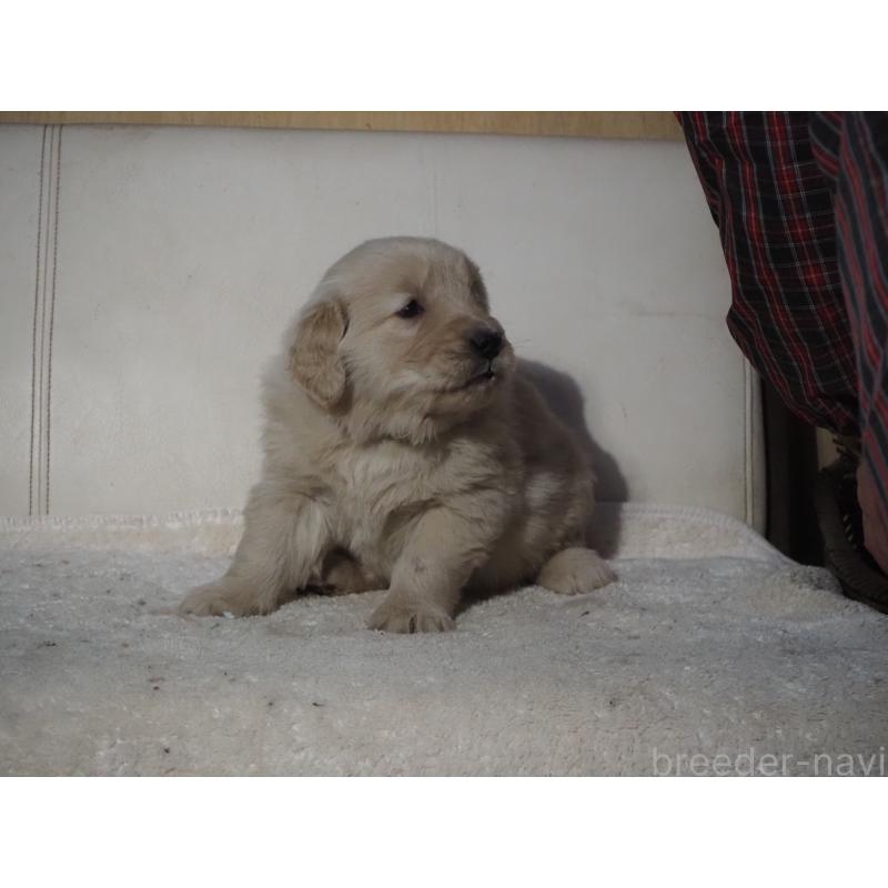 販売中の山梨県のゴールデンレトリーバー-439666の10枚目